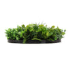Image of Mixed Fern And Ivy Artificial Green Wall 80cm Black Side View