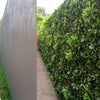Image of Before anda after view of the Artificial Green Meadows 1m x 1m Plant Wall Panel UV Stabilised installed on a concrete wall