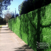 Image of Artificial Boxwood Hedge Panel Sample Piece
