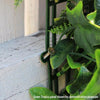 Image of Artificial Mixed Jungle Vertical Garden Sample