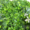 Image of Artificial White Oasis Vertical Garden Sample
