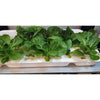 Image of Eponic Little Farm All-in-One Hydroponic Vertical Growing System