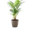 Image of Lechuza CLASSICO 70 Premium - Planter Only