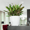 Image of Lechuza Classico LS 28 Self Watering Pot - 28cm