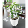 Image of Lechuza Classico LS 35 Self Watering Pot - 35cm