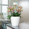 Image of Lechuza Classico LS 35 Self Watering Pot - 35cm