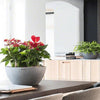 Image of Lechuza Cubeto 30 Self Watering Pot - 30cm