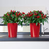 Image of Lechuza Deltini Self Watering Pot