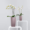 Image of Lechuza Maxi Cubi Self Watering Pot