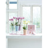 Image of Lechuza Mini Deltini Self Watering Pot