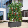 Image of Trellis For Lechuza Trio 30 Self Watering Trough