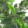 Image of Artificial Potted Ficus Tree 160cm