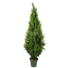Cypress & Pine Trees