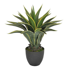 Agaves