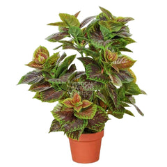 Shrubs & Bushes