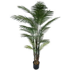 Bamboo & Palm Trees