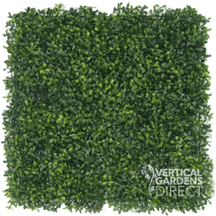 Boxwood