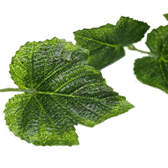 Ivy 