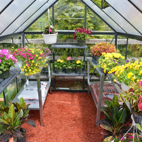 Palram Hybrid Greenhouse 6x8 Inside View