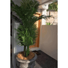 Image of Multi Trunk Hawaii Palm 180cm Actual View