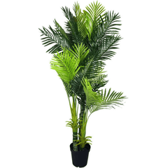 Multi Trunk Hawaii Palm 180cm Main View