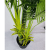 Image of Multi Trunk Hawaii Palm 180cm Top View
