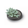 Image of Modern Rainwater Tank 240L Planter Base With Plant