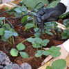 Image of Greenhouse Drip Irrigation System Full View
