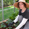 Image of Greenhouse Drip Irrigation System In The Garden