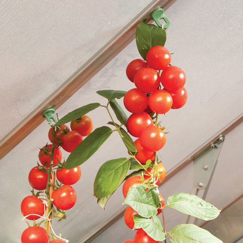 Greenhouse Plant Hangers