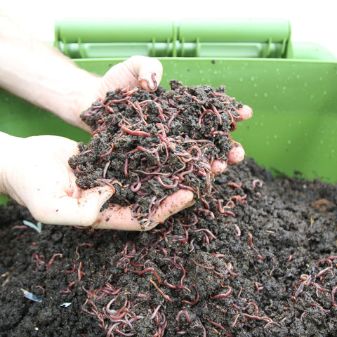 Hungry Bin Worm Composter Image With Soil and Worm
