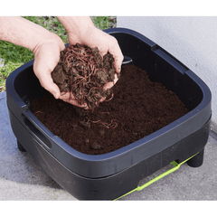 Live Compost Worms