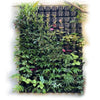Image of Maze Vertical Garden 20 Pot Wall Planter Kit