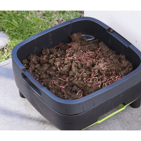 Maze Worm Farm with soil and worms