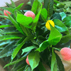 Image of 50 x Artificial Peach & Lemon Citrus Plant Stems Open Box Discount