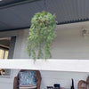 Image of Hanging Basket With Artificial String Of Pearls - UV Stabilised 110cm