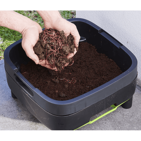 Compost Worms and Soil