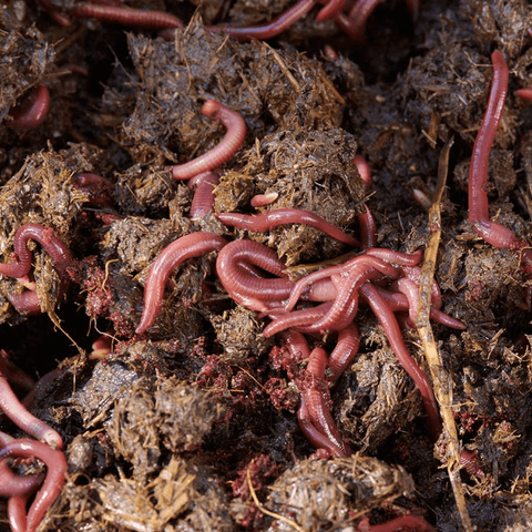 Compost Worms