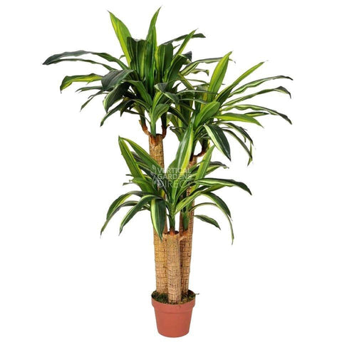 Artificial Dracaena Fragrans (Corn Plant) with Multiple Stems 130cm