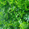 Image of Artificial Fern Vertical Garden 1m x 1m Plant Wall Panel UV Stabilised