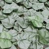 Image of Artificial Ivy Leaf Hedge Screen 3m x 1m Roll Outdoor UV Stabilised