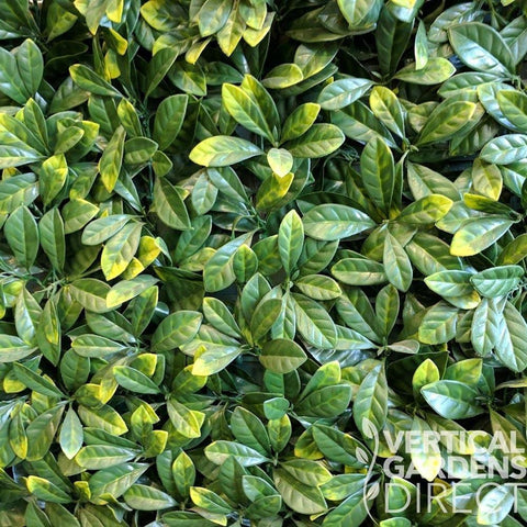 Zoomed In View Of Laurel Leaf Hedge Panel Showing The Detailed Textures and Colours