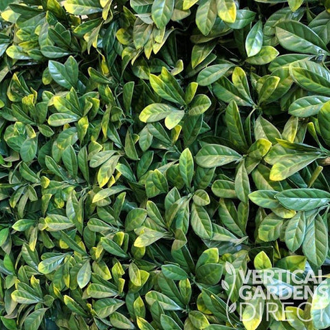 Angled Zoomed In View Of The Artificial Laurel Hedge Panel