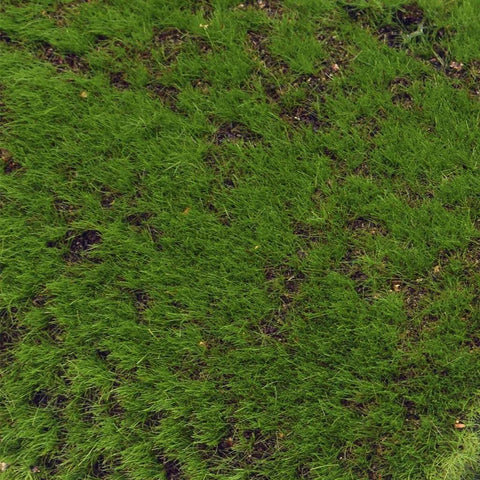 Close up of the Artificial Moss Wall Covering Screen 200cm x 50cm