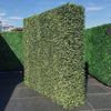 Image of Artificial Natural Buxus Freestanding Hedge 1m x 1m x 30cm UV Stabilised