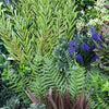 Image of Artificial Purple Lavender 90cm x 90cm Vertical Garden UV Stabilised