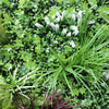 Image of Artificial Vista Green Foliage Close Up View Showing Grasses