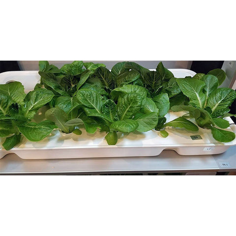 Eponic Little Farm All-in-One Hydroponic Vertical Growing System