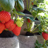 Image of FLORAFELT 12 POCKET MODULAR PLEATED FELT VERTICAL GARDEN
