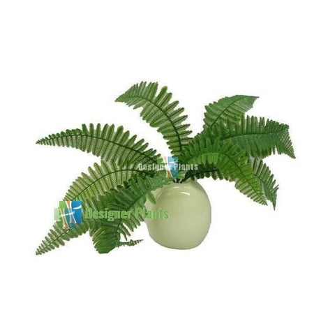 Fern Stem